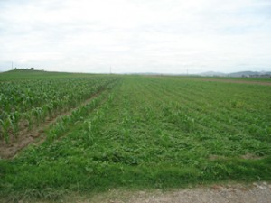 Armando Avisos dse propiedades en Mexico en Puebla |  Vendo 10,000 m2 en Buena Vista, San Bernab&eacute; Temoxtitla, Terreno plano