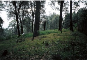 ESTHELA AGUILAR Avisos dse propiedades en Mexico en Cuernavaca |  SE VENDE, TRASPASA O PERMUTA TERRENO DE 980M2 ZONA BOSQUE 10MIN CUERNAVACA, SE VENDE, TRASPASA O PERMUTA TERRENO 980M2 10MIN CUERNA EN FRACCIONAMIENTO