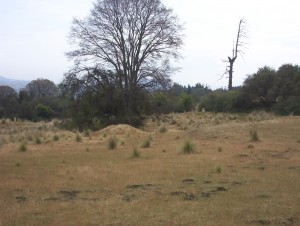 ING. JORGE MEJIA M. Avisos dse propiedades en Mexico en Tlalpan |  TERRENOS RUSTICOS PANORAMICOS DE GRAN EXTENSION, PERMUTO O VENDO